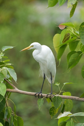 Medium Egret