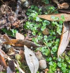 Australina pusilla pusilla