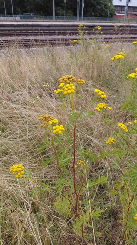 tansy