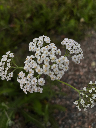 common yarrow