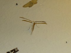 Hellinsia osteodactylus