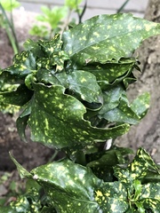 Tylenchorhynchus claytoni