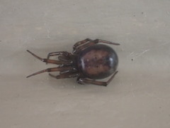 Steatoda bipunctata