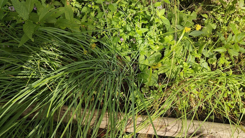 Carex flava; photograph (c) Eero Koskinen, some rights reserved (CC BY)