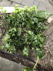 Tylenchorhynchus claytoni