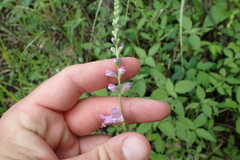 Physostegia intermedia