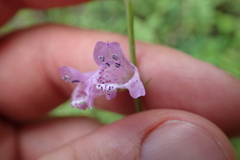Physostegia intermedia