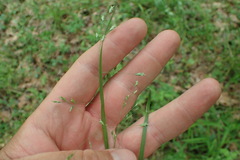 Poa autumnalis