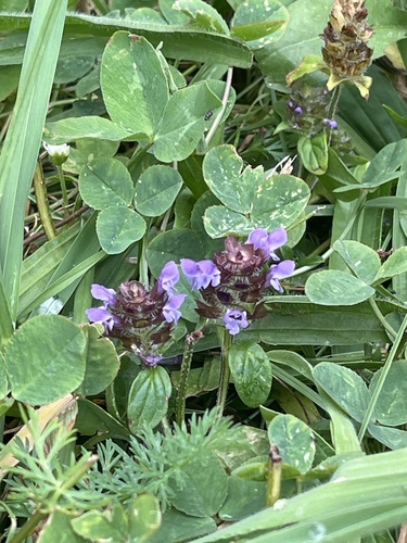 common selfheal
