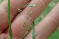 Poa autumnalis
