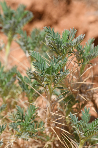 Astragalus granatensis