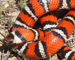 Lampropeltis zonata