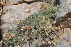 Anthyllis montana