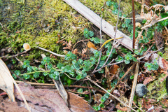 Australina pusilla pusilla