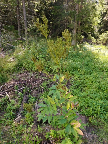 Meadowsweet
