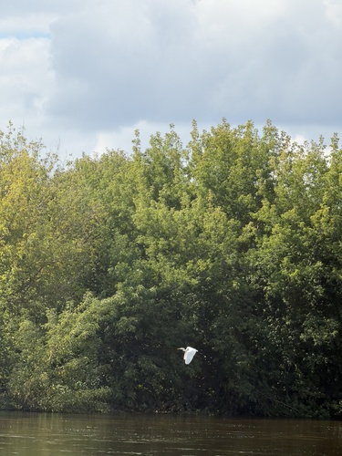 Great Egret