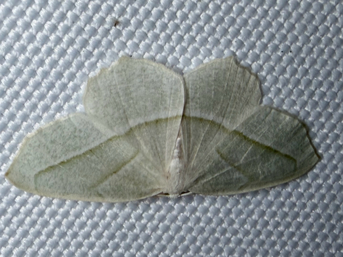 Pale Beauty (Campaea perlata)