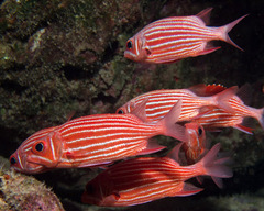 Sargocentron xantherythrum