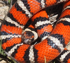Lampropeltis zonata
