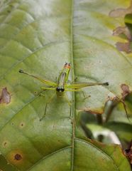 Eumastax salazari