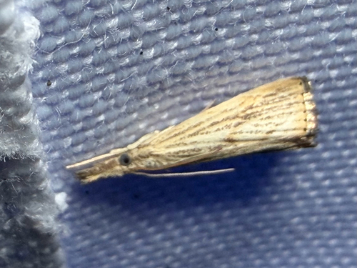 Lesser Vagabond Sod Webworm Moth (Agriphila ruricolellus)