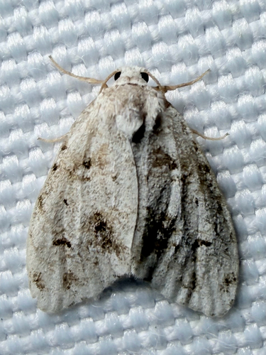 Little White Lichen Moth (Clemensia albata)