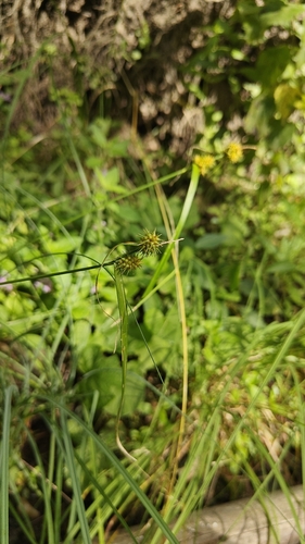Carex flava, photograph 4