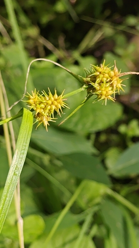 Carex flava, photograph 5