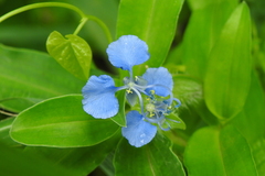 Commelina forskaolii, photograph author not stated, no rights reserved