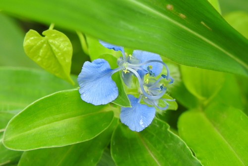 Commelina forskaolii, photograph 4