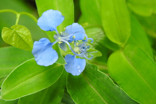 Commelina forskaolii, photograph 5