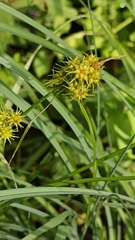 Carex flava, photograph (c) Eero Koskinen, some rights reserved (CC BY)