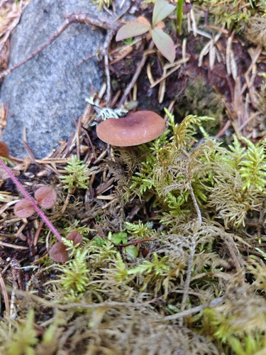 Curry Milkcap