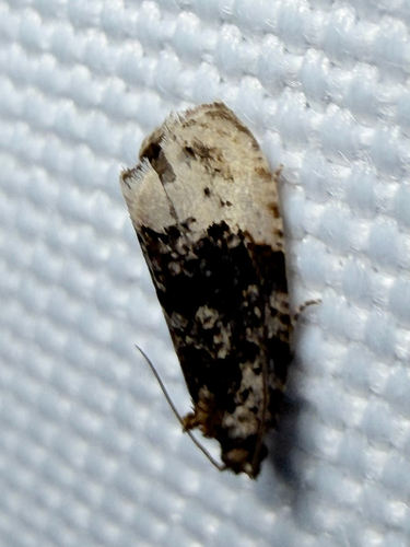 Off-white Hedya Moth (Hedya ochroleucana)