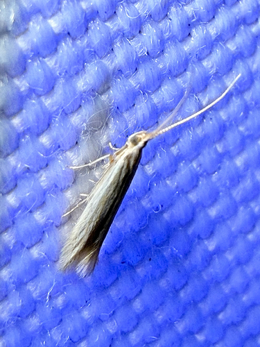 Streaked Coleophora Moth (Coleophora cratipennella)