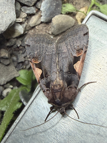Greater Black-letter Dart (Xestia dolosa)