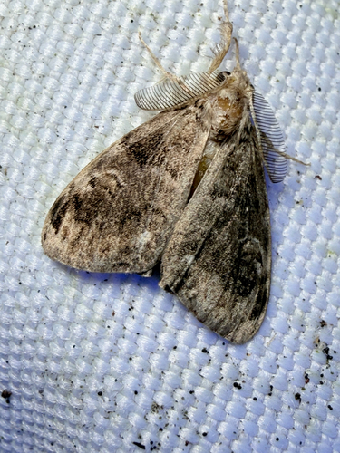 Definite Tussock Moth (Orgyia definita)