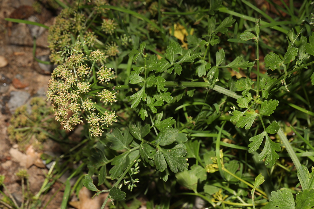 Oenanthe crocata; photograph author not stated, no rights reserved