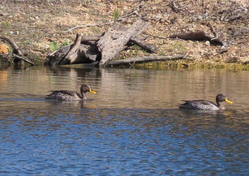 iNaturalist: (c) Fiona Hellmann, some rights reserved (CC BY-NC), uploaded by Fiona Hellmann iNaturalist image