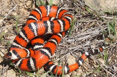 Lampropeltis zonata