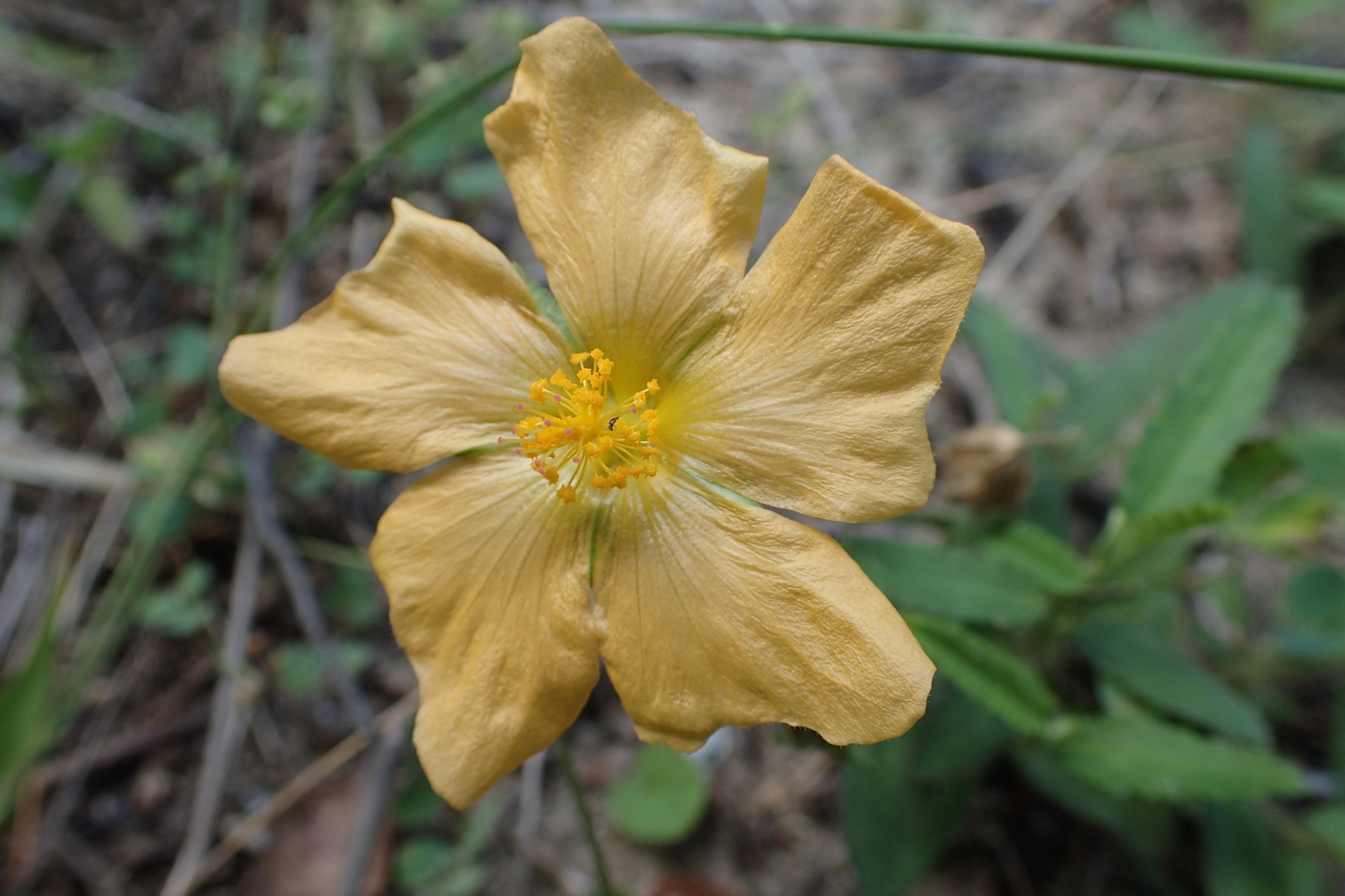 Sida lindheimeri