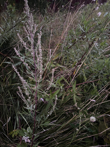 common mugwort