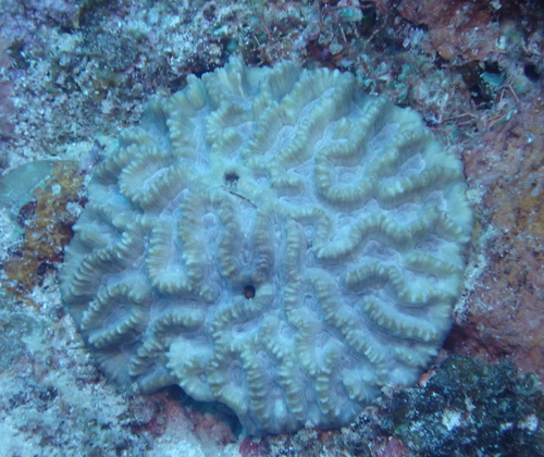 Oulophyllia crispa observed 2026-08-03