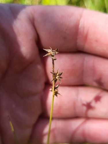 star sedge
