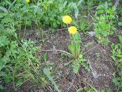 Taraxacum officinale