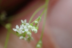 Spermolepis divaricata