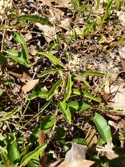 Croton argyranthemus
