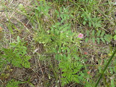 Spermolepis divaricata