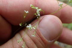 Spermolepis divaricata