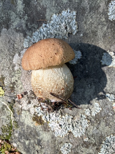 King Bolete